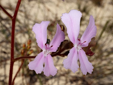 APII jpeg image of Stylidium pilosum  © contact APII