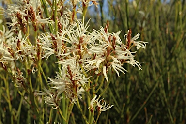 APII jpeg image of Conospermum teretifolium  © contact APII