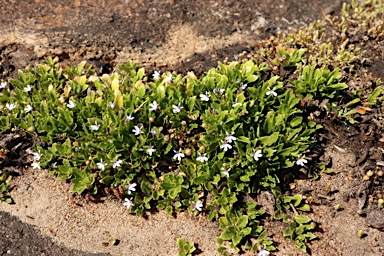 APII jpeg image of Lobelia anceps  © contact APII