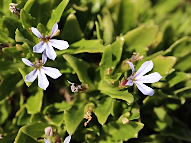 APII jpeg image of Lobelia anceps  © contact APII