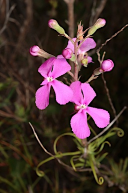 APII jpeg image of Stylidium scandens  © contact APII