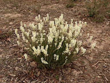 APII jpeg image of Stackhousia pubescens  © contact APII