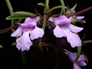 APII jpeg image of Hemigenia humilis  © contact APII