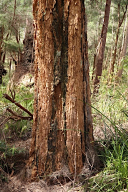 APII jpeg image of Allocasuarina decussata  © contact APII