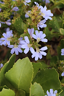 APII jpeg image of Scaevola nitida  © contact APII