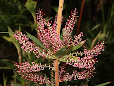 APII jpeg image of Leucopogon verticillatus  © contact APII