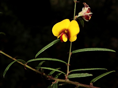 APII jpeg image of Bossiaea eriocarpa  © contact APII