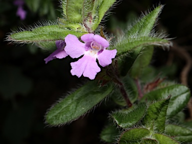 APII jpeg image of Hemigenia incana  © contact APII