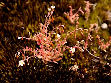 APII jpeg image of Calandrinia calyptrata  © contact APII