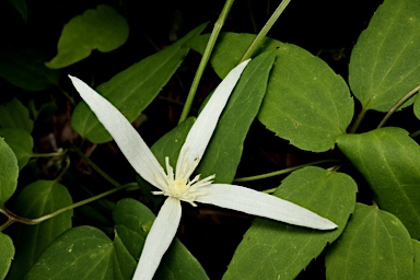 APII jpeg image of Clematis pubescens  © contact APII