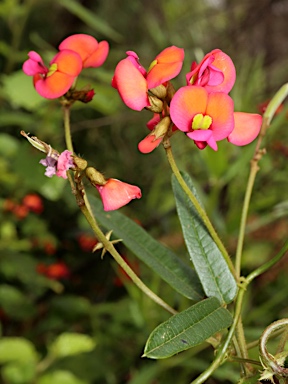 APII jpeg image of Kennedia coccinea subsp. coccinea  © contact APII