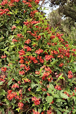 APII jpeg image of Kennedia coccinea subsp. coccinea  © contact APII