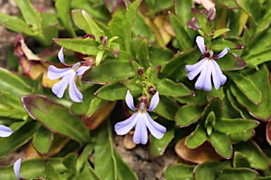 APII jpeg image of Lobelia anceps  © contact APII