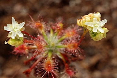 APII jpeg image of Drosera dichrosepala  © contact APII