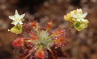 APII jpeg image of Drosera dichrosepala  © contact APII