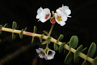 APII jpeg image of Scholtzia uberiflora  © contact APII