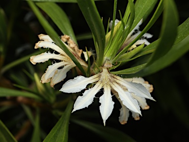 APII jpeg image of Scaevola oldfieldii  © contact APII