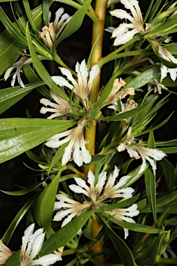 APII jpeg image of Scaevola oldfieldii  © contact APII