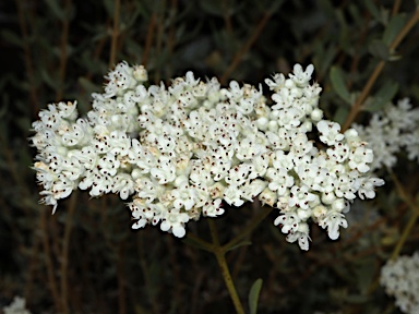 APII jpeg image of Dicrastylis parvifolia  © contact APII