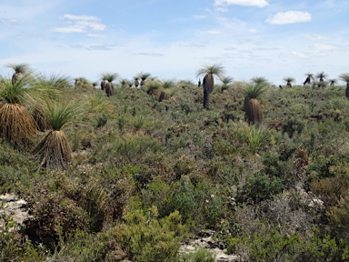 APII jpeg image of Xanthorrhoea preissii  © contact APII