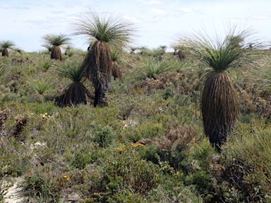 APII jpeg image of Xanthorrhoea preissii  © contact APII