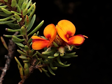 APII jpeg image of Pultenaea subspicata  © contact APII