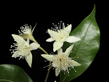 APII jpeg image of Backhousia myrtifolia  © contact APII