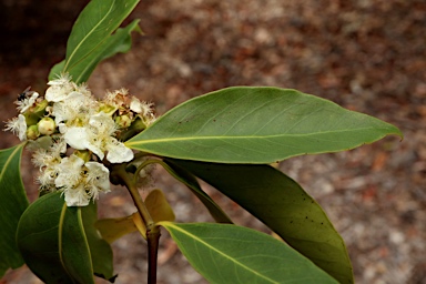 APII jpeg image of Lophostemon confertus  © contact APII