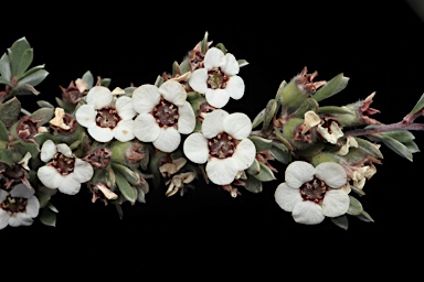 APII jpeg image of Leptospermum namadgiense  © contact APII