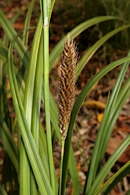 APII jpeg image of Carex trifida  © contact APII