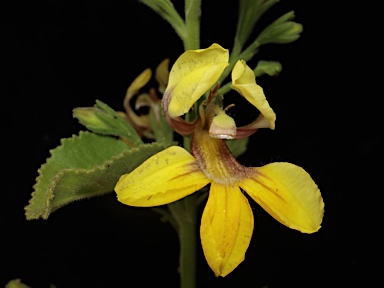 APII jpeg image of Goodenia grandiflora  © contact APII