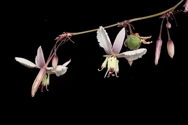 APII jpeg image of Arthropodium sp. Snowy R. catchment (N.G.Walsh 6195)  © contact APII