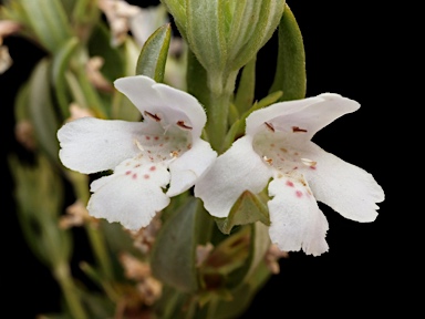 APII jpeg image of Westringia saxatilis  © contact APII