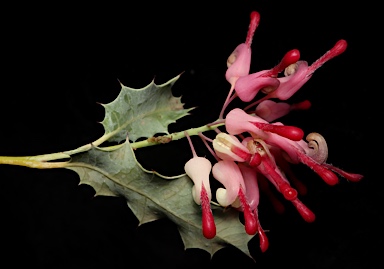 APII jpeg image of Grevillea insignis subsp. insignis  © contact APII