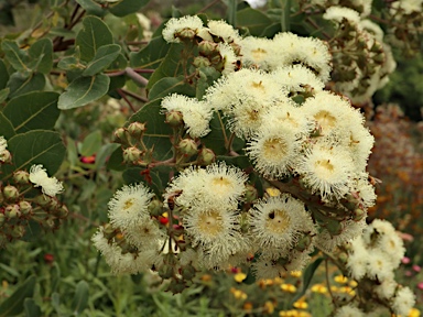 APII jpeg image of Angophora hispida  © contact APII