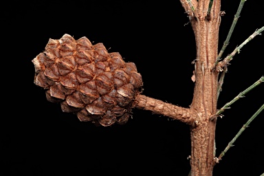 APII jpeg image of Allocasuarina thalassoscopica  © contact APII