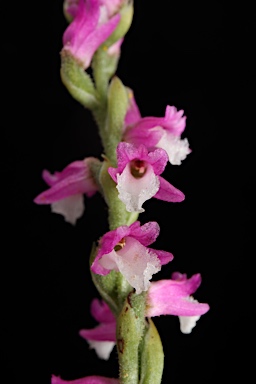 APII jpeg image of Spiranthes sinensis var. australis  © contact APII