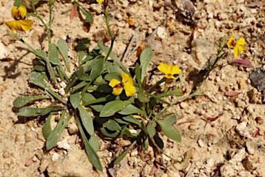 APII jpeg image of Goodenia paniculata  © contact APII