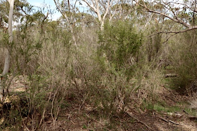 APII jpeg image of Leptospermum obovatum  © contact APII