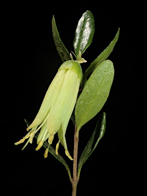 APII jpeg image of Correa glabra var. glabra  © contact APII