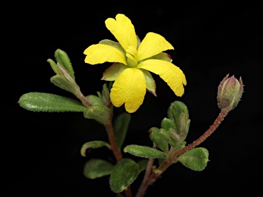 APII jpeg image of Hibbertia aspera subsp. aspera  © contact APII