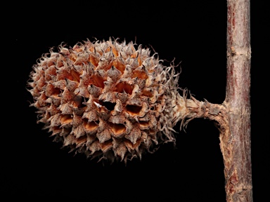 APII jpeg image of Allocasuarina acutivalvis var. acutivalvis  © contact APII