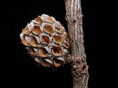 APII jpeg image of Allocasuarina paludosa  © contact APII