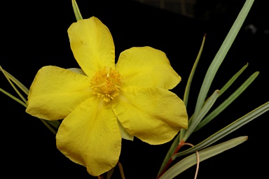 APII jpeg image of Hibbertia glaberrima  © contact APII