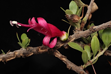 APII jpeg image of Eremophila maculata subsp. brevifolia  © contact APII