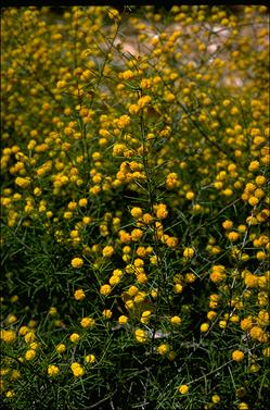 APII jpeg image of Acacia brownii  © contact APII