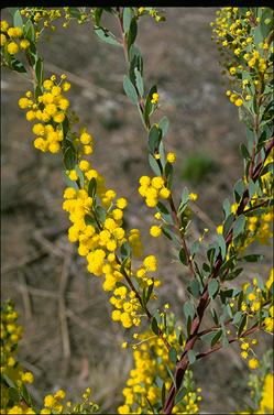 APII jpeg image of Acacia buxifolia subsp. buxifolia  © contact APII