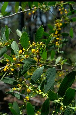 APII jpeg image of Acacia complanata  © contact APII