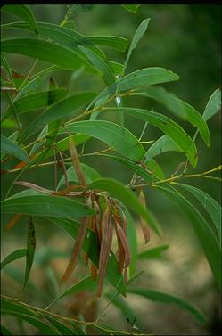 APII jpeg image of Acacia falcata  © contact APII