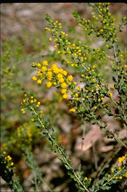 APII jpeg image of Acacia glandulicarpa  © contact APII